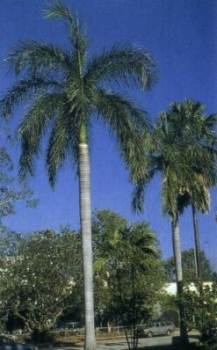 Kubanische Königspalme