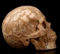 Preview: Skull Jaspis 3D Carved