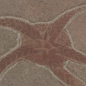 Preview: Schlangenstern Fossil