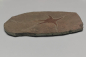 Preview: Schlangenstern Fossil