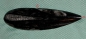 Preview: Orthoceras gross