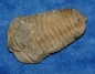 Preview: Trilobit Calymene