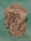 Preview: Versteinertes Holz Madagaskar