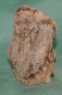 Preview: Versteinertes Holz Madagaskar
