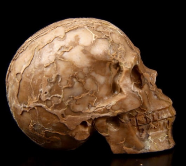 Skull Jaspis 3D Carved