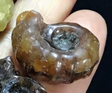 Jade Ammoniten