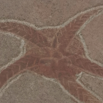 Schlangenstern Fossil