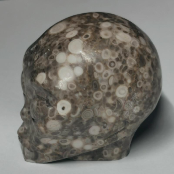 Crinoid Fossil Alien Skull