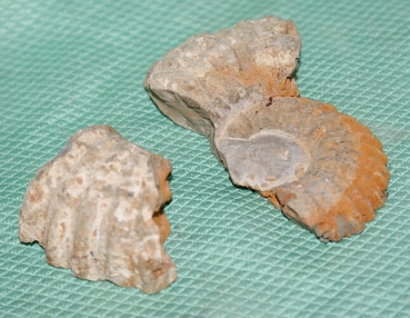Ammoniten Bruchstücke