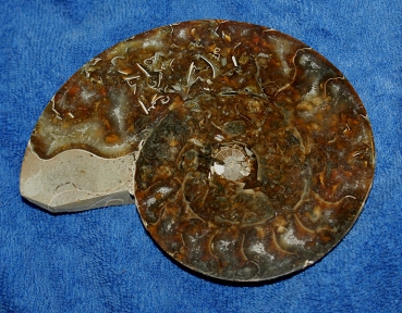 Ammonit Hälfte
