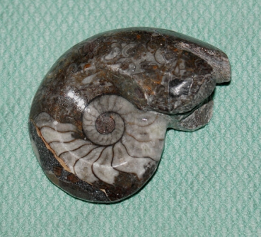 Goniatiten