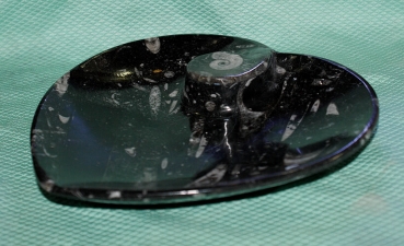 Orthoceras-Ammoniten-Teller Herzform