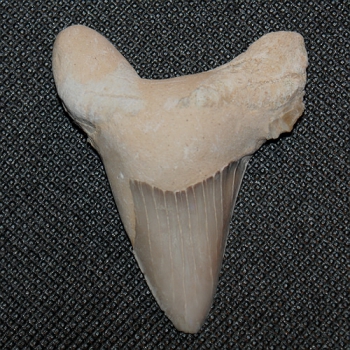 Megalodon