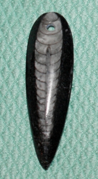 Orthoceras