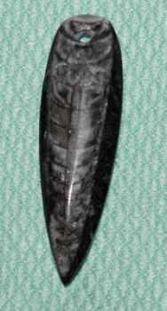 Orthoceras