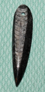Orthoceras