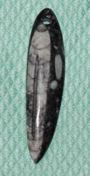 Orthoceras