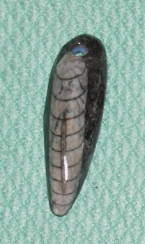 Orthoceras