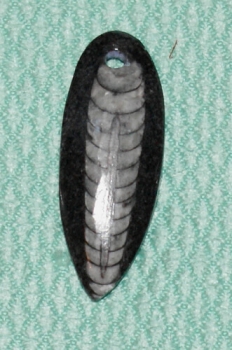 Orthoceras