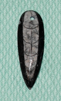 Orthoceras