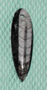 Orthoceras