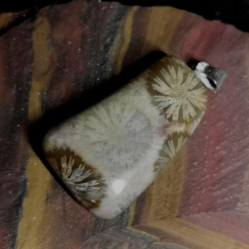 Versteinerte Koralle Anhänger