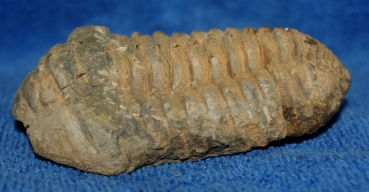 Trilobit Calymene