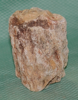 Versteinertes Holz Madagaskar