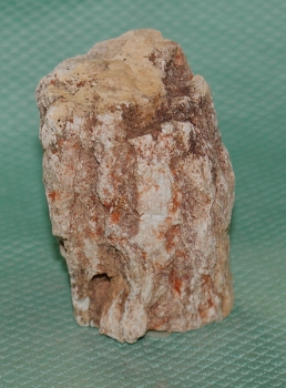 Versteinertes Holz Madagaskar