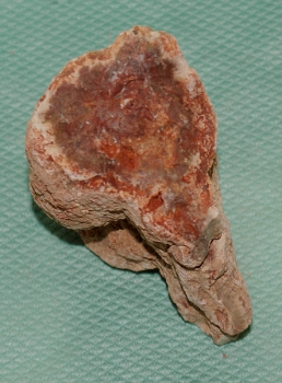 Versteinertes Holz Madagaskar