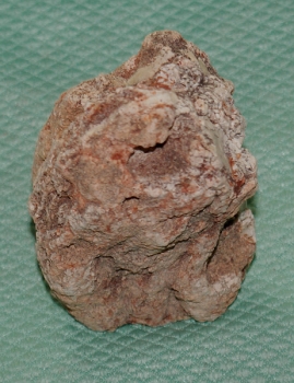 Versteinertes Holz Madagaskar