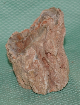 Versteinertes Holz Madagaskar