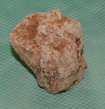 Versteinertes Holz Madagaskar