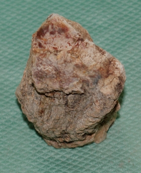 Versteinertes Holz Madagaskar