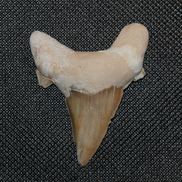 Megalodon