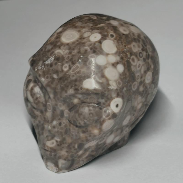 Crinoid Fossil Alien Skull