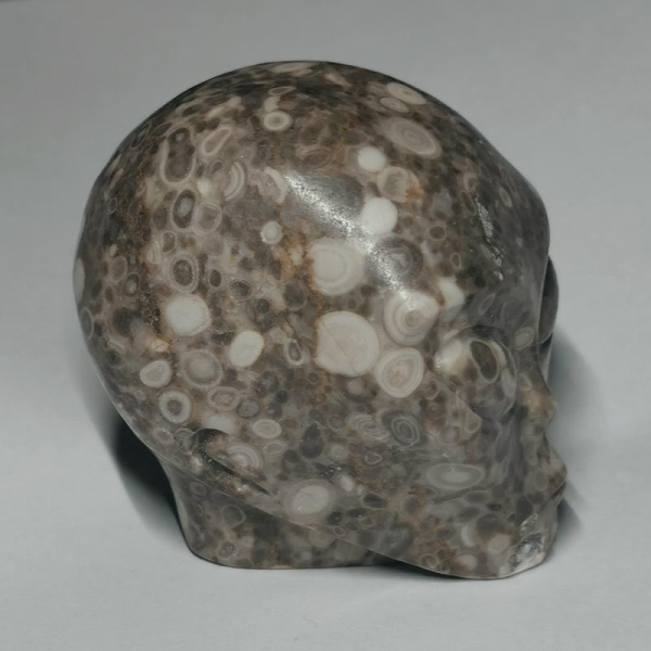 Crinoid Fossil Alien Skull