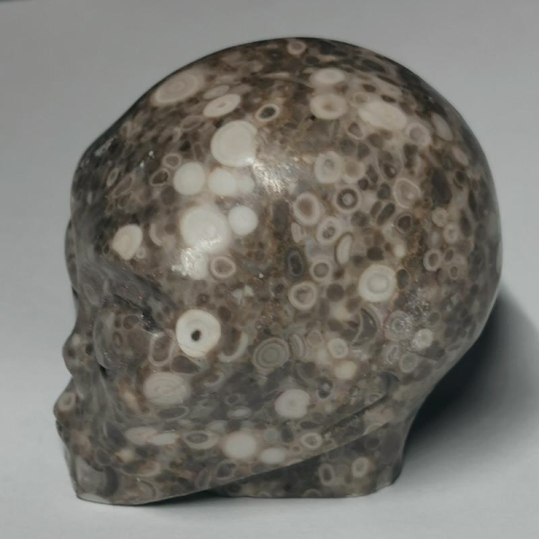 Crinoid Fossil Alien Skull