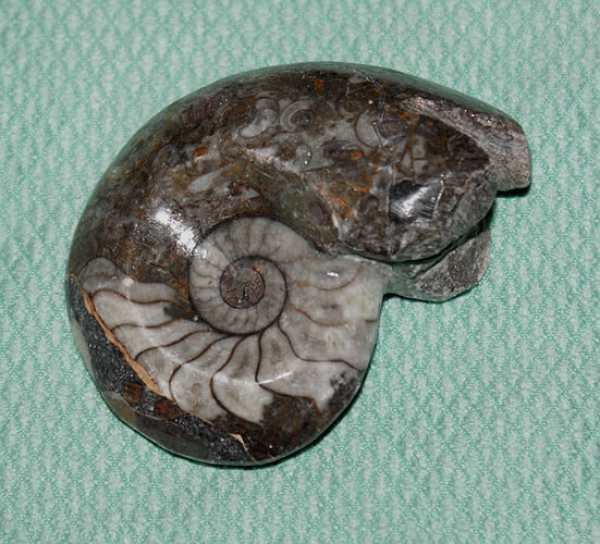 Goniatiten