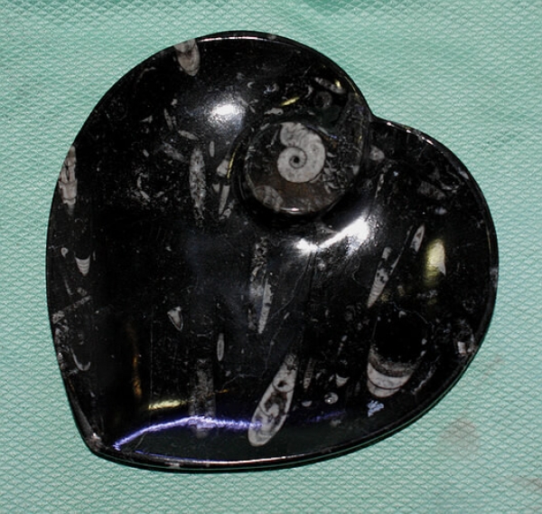 Orthoceras-Ammoniten-Teller Herzform