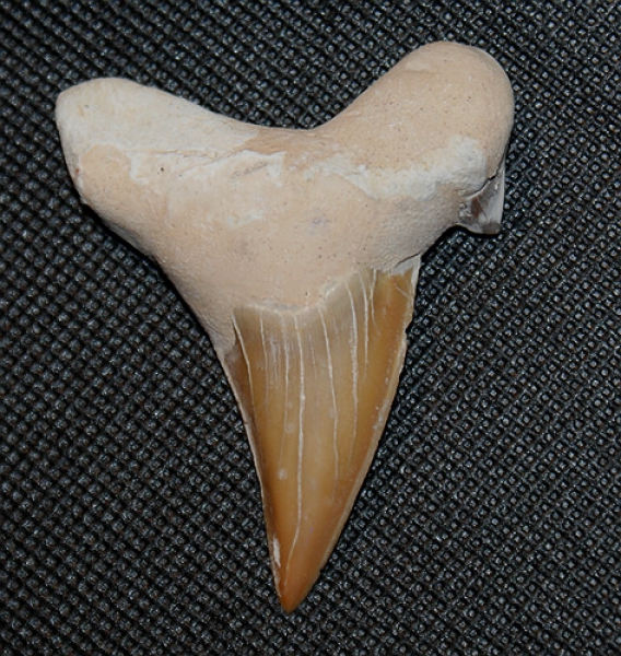 Megalodon