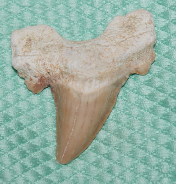 Megalodon