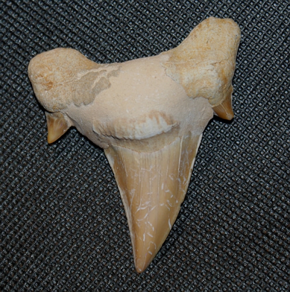 Megalodon