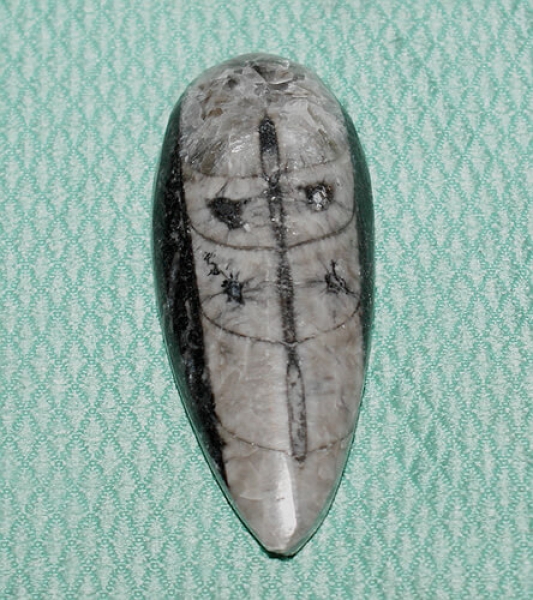 Orthoceras