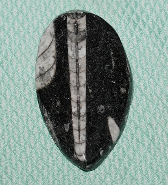Orthoceras