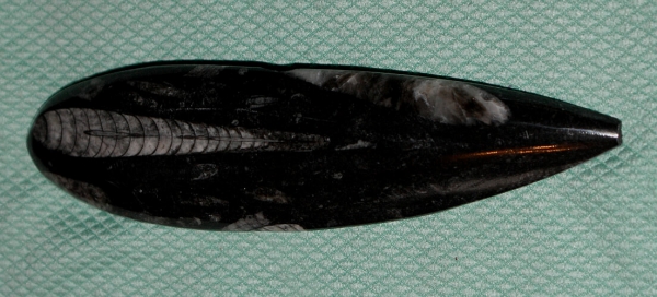 Orthoceras