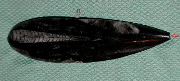 Orthoceras gross