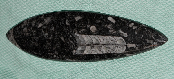 Orthoceras