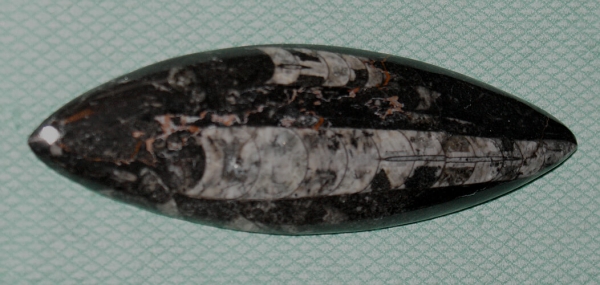 Orthoceras