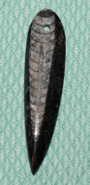 Orthoceras